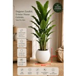 Can Botanik 30 cm Küre Beyaz Saksı Plastik Malzeme ile Hafif ve Dayanıklı Modern Tasarım