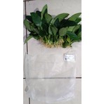 NetX Canlı Bitki L019E  Anubias Barteri Var Nana (Type  E)