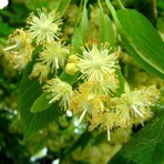 Tüplü 4 Yaş Geniş Yapraklı Ihlamur(Tilia Platyphyllos) B0Y 180-200CM