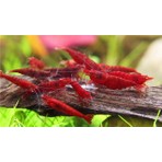Bloodymary Karides 5 Adet (1-1,5cm)