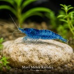 Mavi Karides 5 Adet (1-1,5cm)