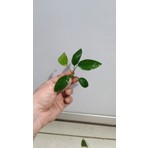 NetX Canlı Bitki L014 Anubias Barteri Striped 4-5-6yaprak