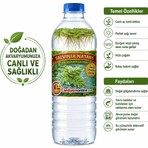 Koçlar Salvinia Natans (25 Kök 50 Yaprak)