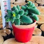 Egzotik Delosperma Echinatum Tüylü Sarı Çiçek Açan Sukulent 6-7 cm Saksıda Türkiye Menşeli