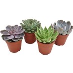 Egzotik Bahçe 4'lü Sukulent Set - 5,5 cm Saksıda Özel Sukulent Çeşitleri ile Bahçenizi Renklendirin