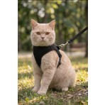 Minial Kaçış Önleyici Kedi Gögüs Tasması
