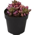 Levant Anacampseros Telephiastrum Variegata Sunrise Sukulent 5,5 cm Saksıda Özel Drenajlı Toprakla