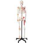 EgeAnatomi Maketleri Gerçek Boyutlarında Kasları ve Ligamentleri Gösteren Numaralandırılmış Insan Iskeleti Modeli, 180 cm - Iskelet Maketi