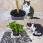 Weber Siyah Kedi Matı Kedi Kovucu Siyah 5 Adet 125 cm Zararsız Çözüm