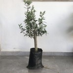 Fidancıyız Gemlik Zeytin Fidanı 2yaş( 50 ila 60 cm boy)