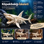 Piyatech 3D Köpekbalığı Iskeleti Fosil Görünümlü Akvaryum Dekoru ve Masaüstü Süs Figürü Kemik Rengi