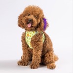 Pawstar Air-Mesh Avocado Köpek Göğüs Tasması Hafif Nefes Alabilen Açık Yeşil 2XS Beden