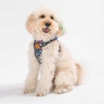 Pawstar Air-Mesh Dino Köpek Göğüs Tasması