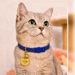 Caramelos Isimli Kedi Tasması Kedi Isimlik Kişiye Özel-Güvenlik Kilitli- Eko Serisi