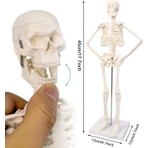 EgeAnatomi Maketleri Insan Iskelet Modeli 45 cm ( Insan Iskelet Maketi)
