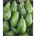 Anamur Meyvecim Avokado 2 kg Dalındantaze Hasat