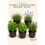 ARTUKA Tıbbi Aromatik Bitki Tohumu Seti (350+ Ad) | Kekik, Lavanta, Nane, Fesleğen, Biberiye Tohumu