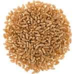 Marka Sida Buğday 5 kg Yem Güvercin Yemi Tavuk Kumru Hindi İçin %100 Organik