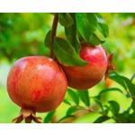 Büyük Sezon İndirimi