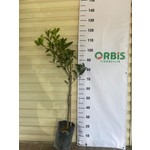 Büyük Sezon İndirimi