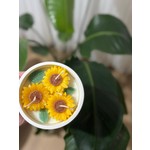 Büyük Sezon İndirimi