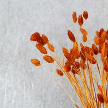 Dekorsende Kurutulmuş Phalaris (Kuş Otu) Demeti Turuncu