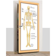 Sınıf Sepeti Kapı Giydirme - Iskelet Sistemi - K332
