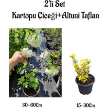 Serada Decor Plant Beyaz Kartopu Çiçeği Sarmaşığı+Altuni Taflan Saksılı 2'li Set Dış Mekan Bitkileri