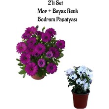 Serada Decor Plant Mor ve Beyaz Renkli 2 Adet Bodrum Papatyası Seti (20-30CM) Saksılı Bahçe Bitkisi