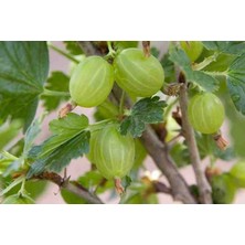 Doğaşık 2 Adet Bektaşi Üzümü Fidanı - Bahçenize Lezzet Katın