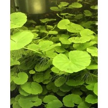 Özden Aquatics Hydrocotyle Leucocephala Canlı Akvaryum Bitkisi 1 Saksı