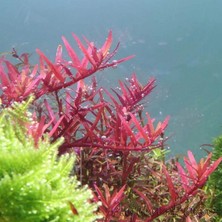 Özden Aquatics 1 Saksı Rotala Colorota Canlı Akvaryum Bitkisi