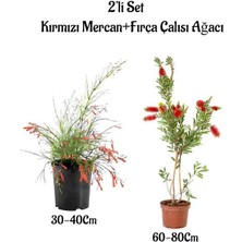 Bitkim Sende Kırmızı Renk Mercan Çiçeği Fidanı+Fırça Çalısı Ağacı Fidanı 2'li Set Bahçe Bitkisi