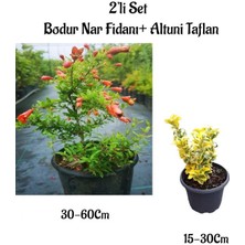 Serada Decor Plant Bodur Nar Ağacı Fidanı+Altuni Taflan Çit Bitkisi 2'li Set Bahçe Bitkileri