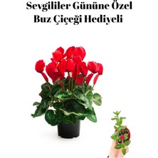 Serada Decor Plant Hediyelik Kırmızı Renk Sıklamen (30 40 Cm) Sevgililer Gününe Özel Buz Çiçeği Hediyeli