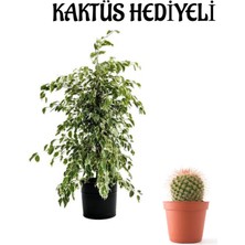 Serada Decor Plant Hediyelik Beyaz Alacalı Benjamin Bitkisi Sevgililer Gününe Özel Kaktüs Hediyeli