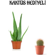 Serada Decor Plant Parlak Dolgun Formlu Aleovera Bitkisi Sevgililer Gününe Özel Kaktüs Hediyeli