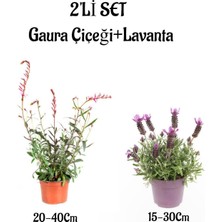 Serada Decor Plant Gaura Çiçeği(20-40)+Kokulu Mor Lavanta FIDANI(15-30CM) Dış Mekan Bitkisi