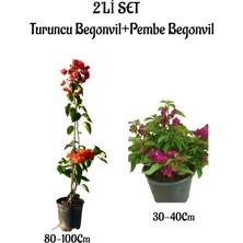 Serada Decor Plant Harika Renkli Turuncu Begonvil Fidanı+Bodur Pembe Begonvil 2'li Set Bahçe Bitkisi