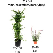 Serada Decor Plant Mavi Yasemin+ Gaura Çiçeği 2'li Set Dış Mekan Bitkisi