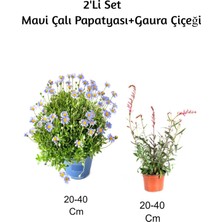 Serada Decor Plant Mavi Çalı Papatyası+ Gaura Çiçeği 2'li Set Dış Mekan Bitkisi