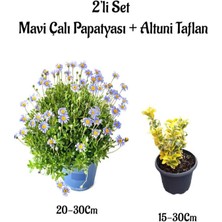 Serada Decor Plant Mavi Çalı Papatyası|maviş (Felicia)+ Altuni Taflan Çit Bitkisi 2'li Set Bahçe Bitkisi