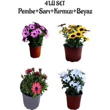 Serada Decor Plant Rengarenk Pembe+Sarı+Kırmızı+Beyaz Renk Bodrum Papatyası 4'lü Bahçe Çiçeği Seti