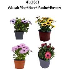 Serada Decor Plant Alacalı Mor+Sarı+Pembe+Kırmızı Renk Bodrum Papatyası 4'lü Bahçe Çiçeği Seti