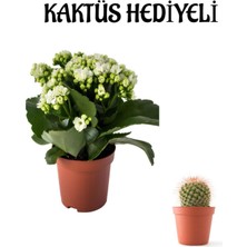 Serada Decor Plant Sevgililer Gününe Özel Beyaz Renk Kalanşo-Emel Hanım Çiçeği Kaktüs Hediyeli