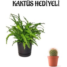 Serada Decor Plant Hediyelik Aşk Merdiveni Çiçeği Sevgililer Gününe Özel Kaktüs Hediyeli