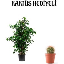 Serada Decor Plant Hediyelik Yeşil Renk Benjamin Bitkisi Sevgililer Gününe Özel Kaktüs Hediyeli