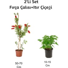Bitkim Sende Fırça Çalısı+ Itır Çiçeği (Gül Damlası) 2'li Set Dış Mekan Bitkisi