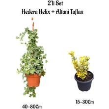 Bitkim Sende Beyaz Alacalı Hedera Helix Duvar Sarmaşığı+Altuni Taflan 2'li Bahçe Seti