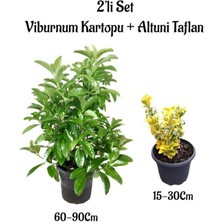 Bitkim Sende Viburnum Kartopu Çiçeği Fidanı+Altuni Taflan 2'li Bahçe Seti Dış Mekan Bitkileri